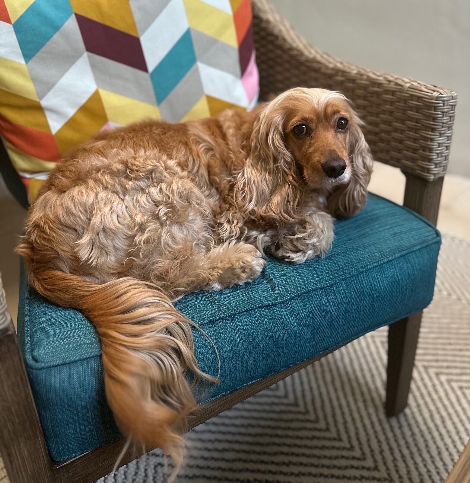 A picture of a golden cocker spaniel, sitting on a wicker chair surrounded by cushions