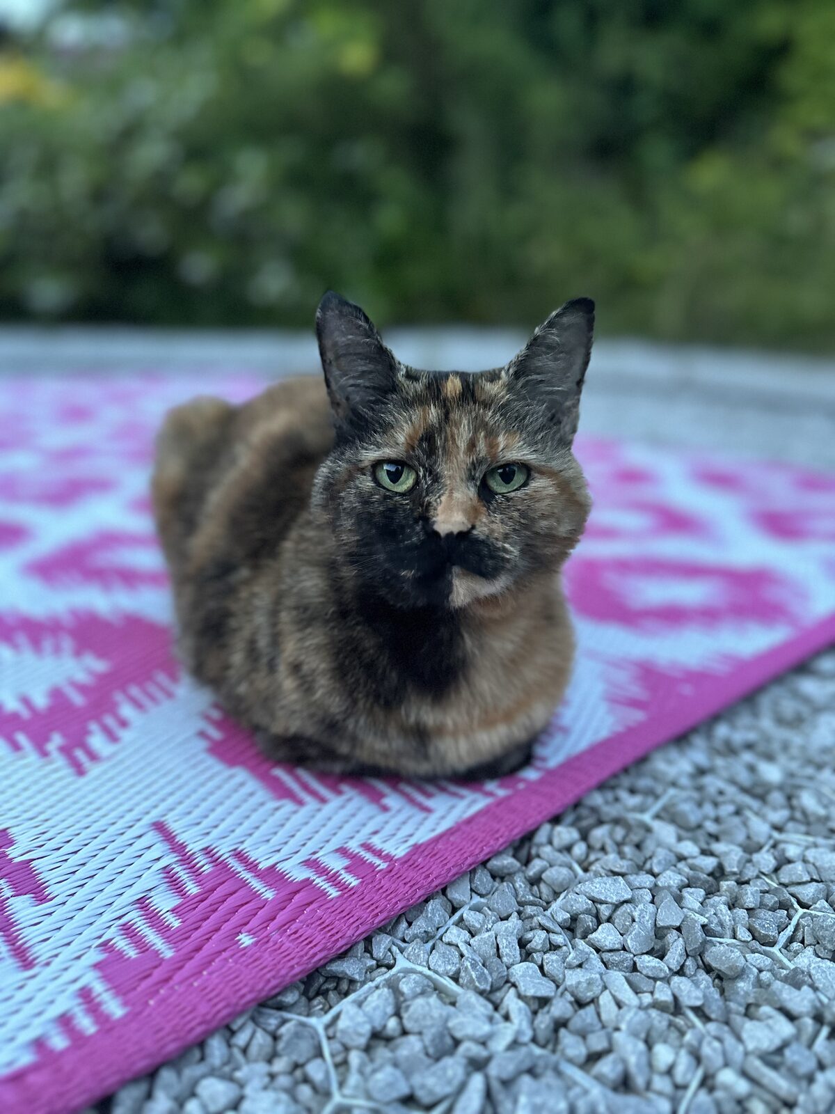 A tortoiseshell cat sitting on a pink mat outside