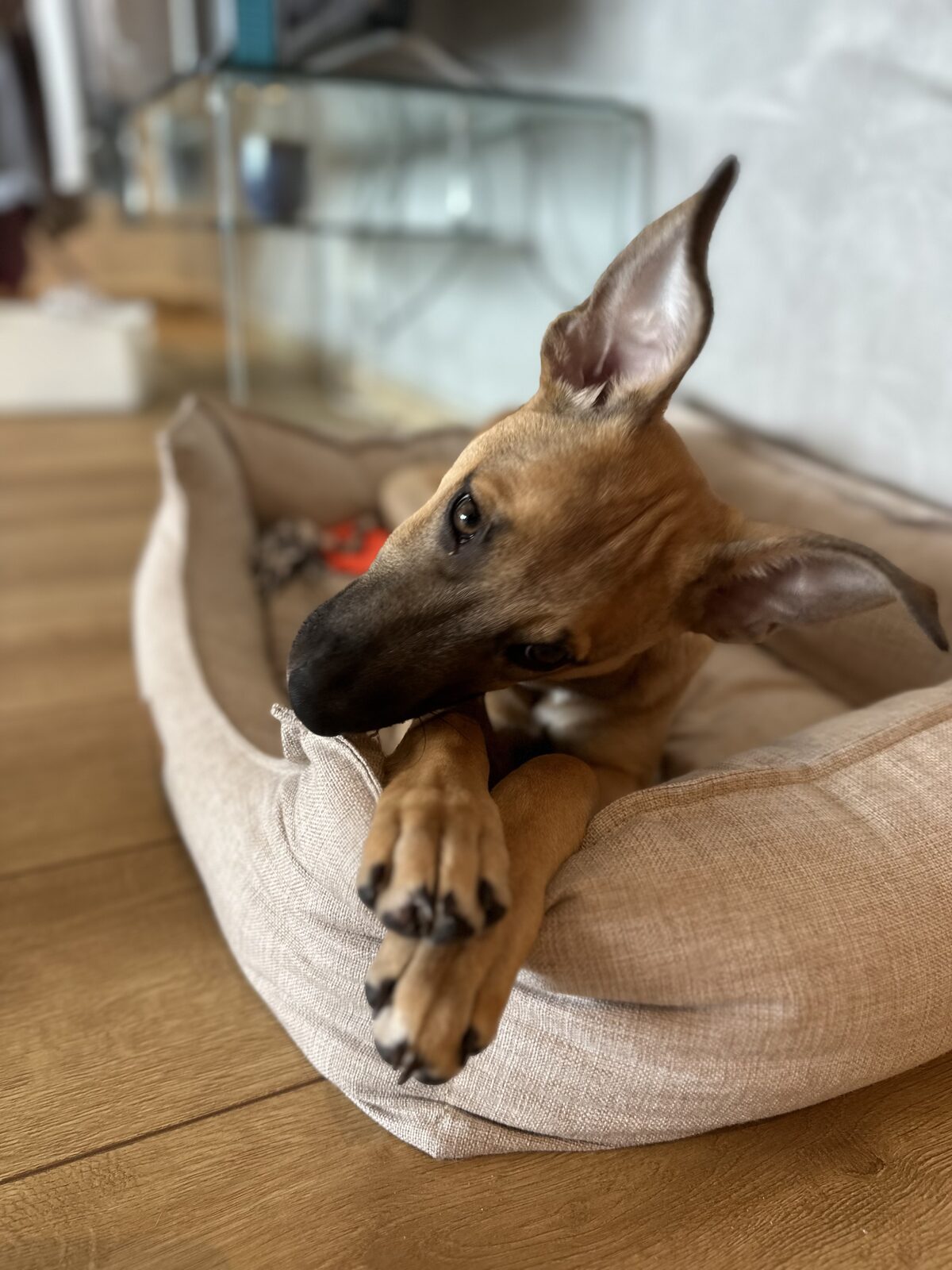 An image of a mixed-breed puppy posing for the camera as he lies in his dog basket