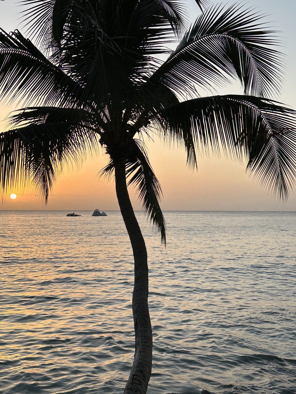 A photo of a palm tree in silhouette looking out at the sunset over the Caribbean ocean in the background.