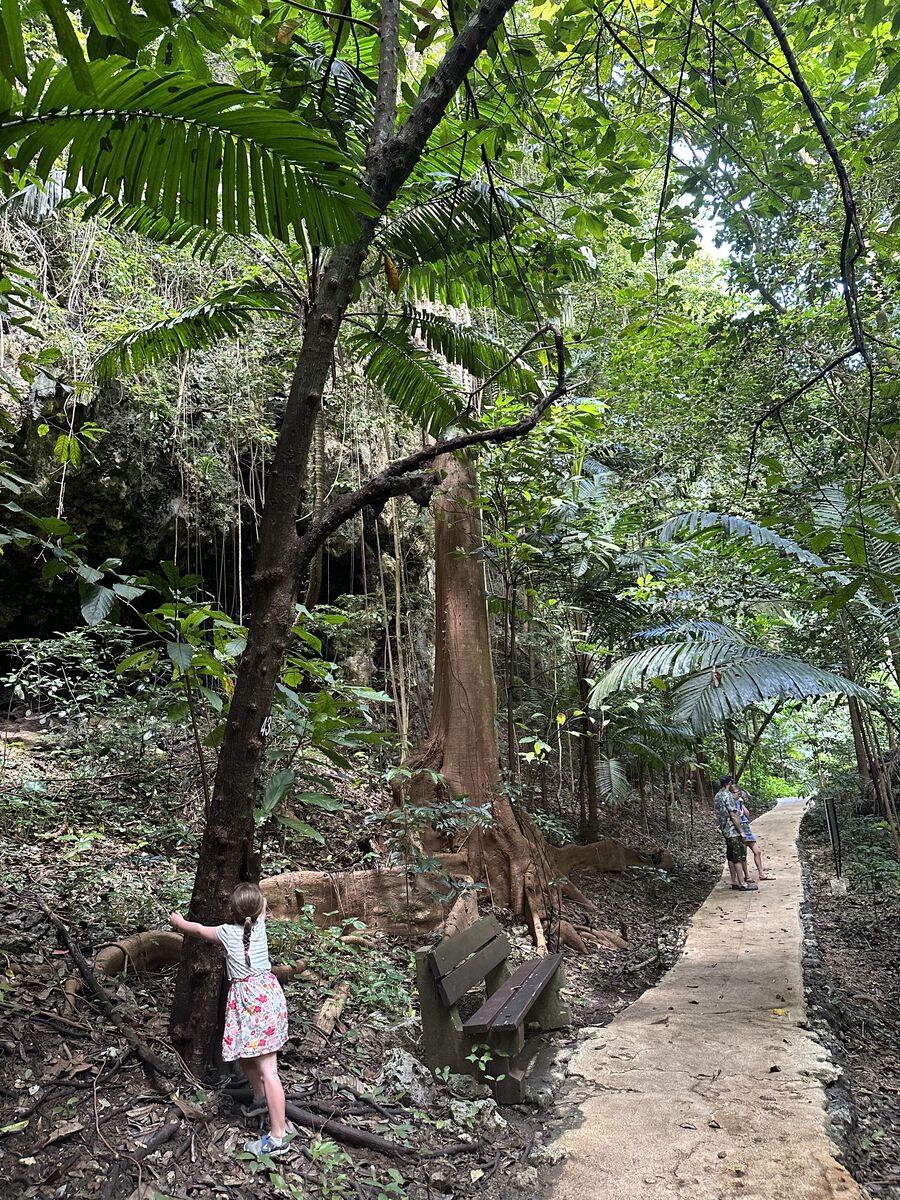 A small girl hugging a tall cacao tree, surrounded by the jungle of Welchman Hall Gully in Barbados.